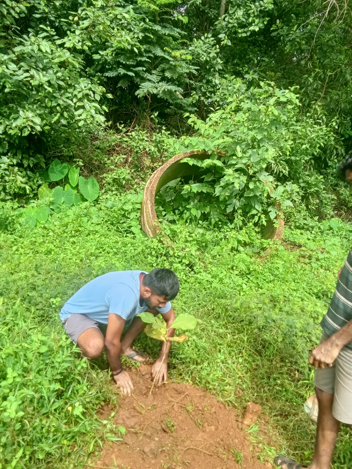 Tree planation Drive