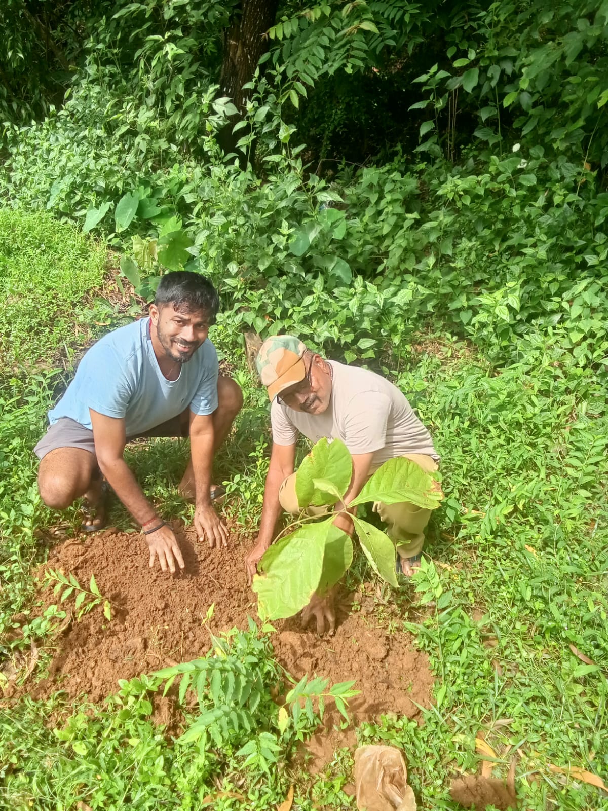 Tree planation Drive